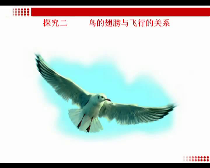 3.初中生物人教2011版八上《第六节　鸟》江西省省一等奖