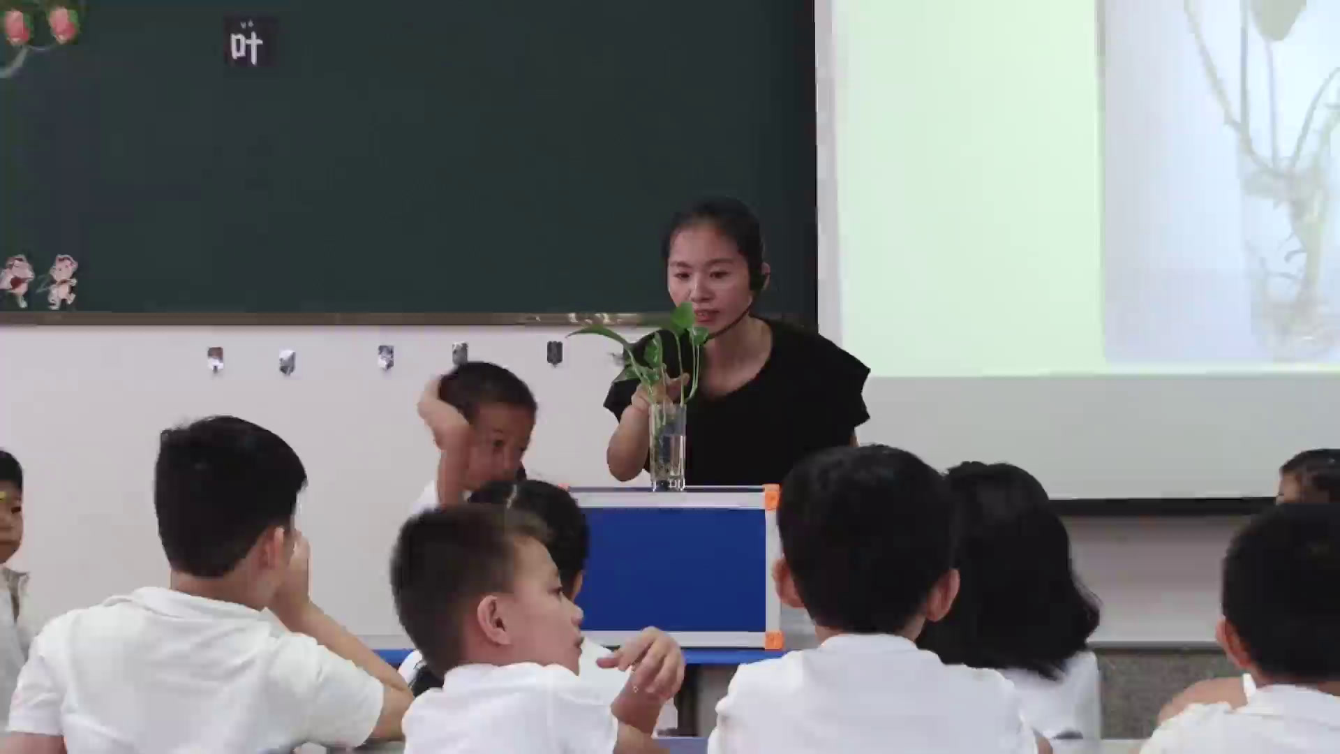 教科版科学一上《2.观察一棵植物》福建老师-县级优课