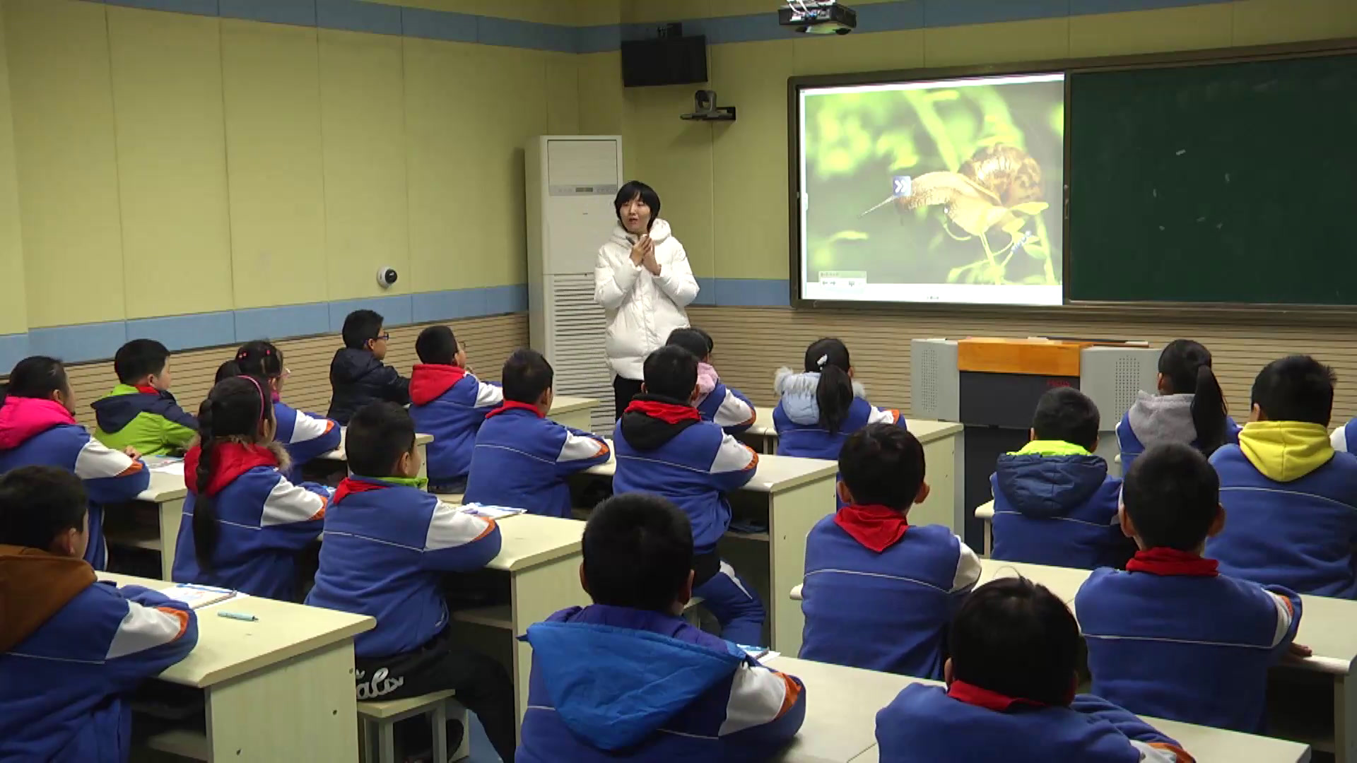 教科版科学四上《相互协作的人体器官》安徽许老师-市一等奖